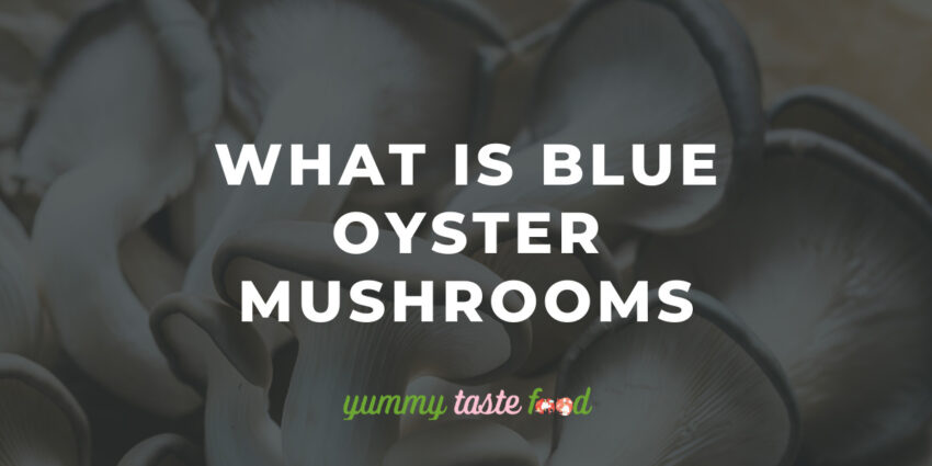 Blue Oyster Mushrooms