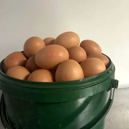Eieren 's nachts buiten laten staan ​​- veilig om te eten of in de vuilnisbak?