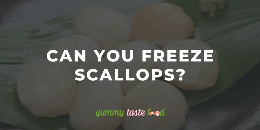 Can You Freeze Scallops?