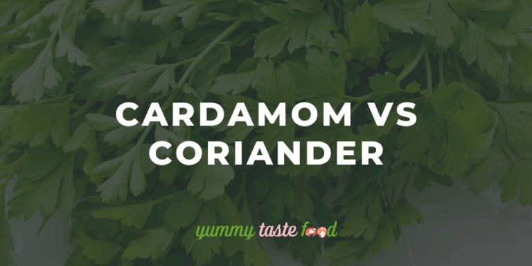 Cardamom Vs Coriander – What’s The Difference?