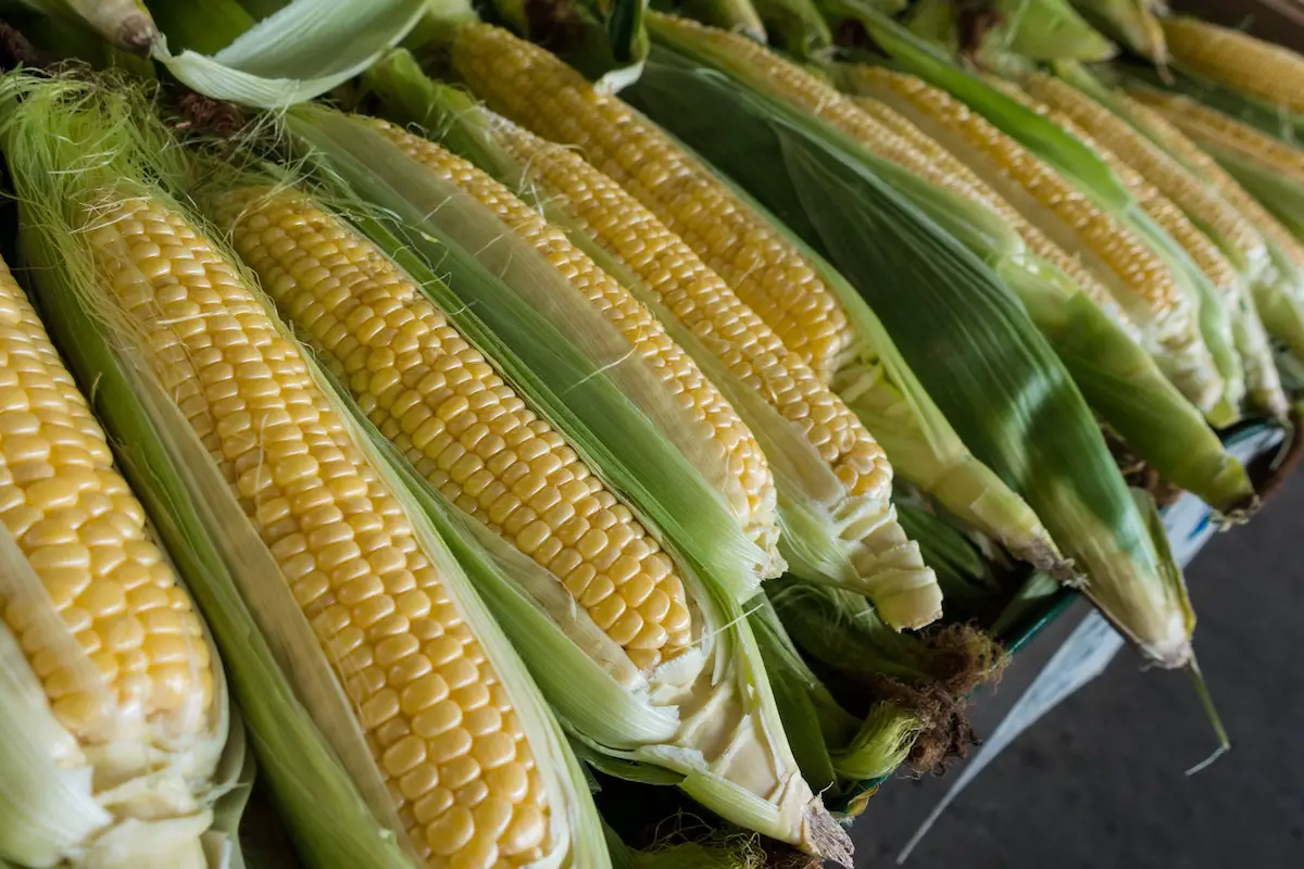 Corn on the cob. Credit: Unsplash