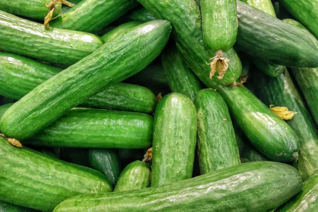 Beautiful fresh green cucumbers.
