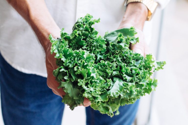 Fresh kale being held.
