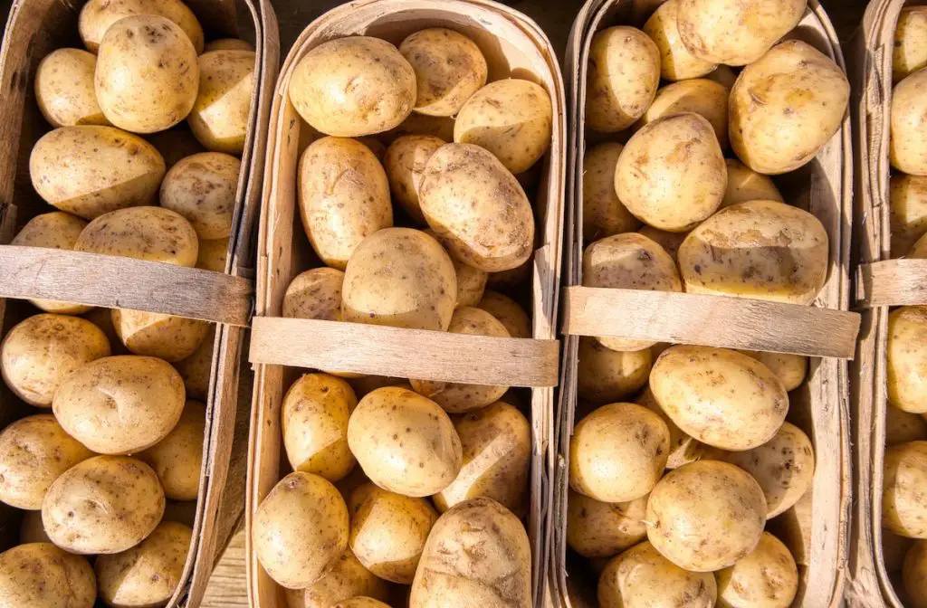 Golden potatoes. Credit: Unsplash