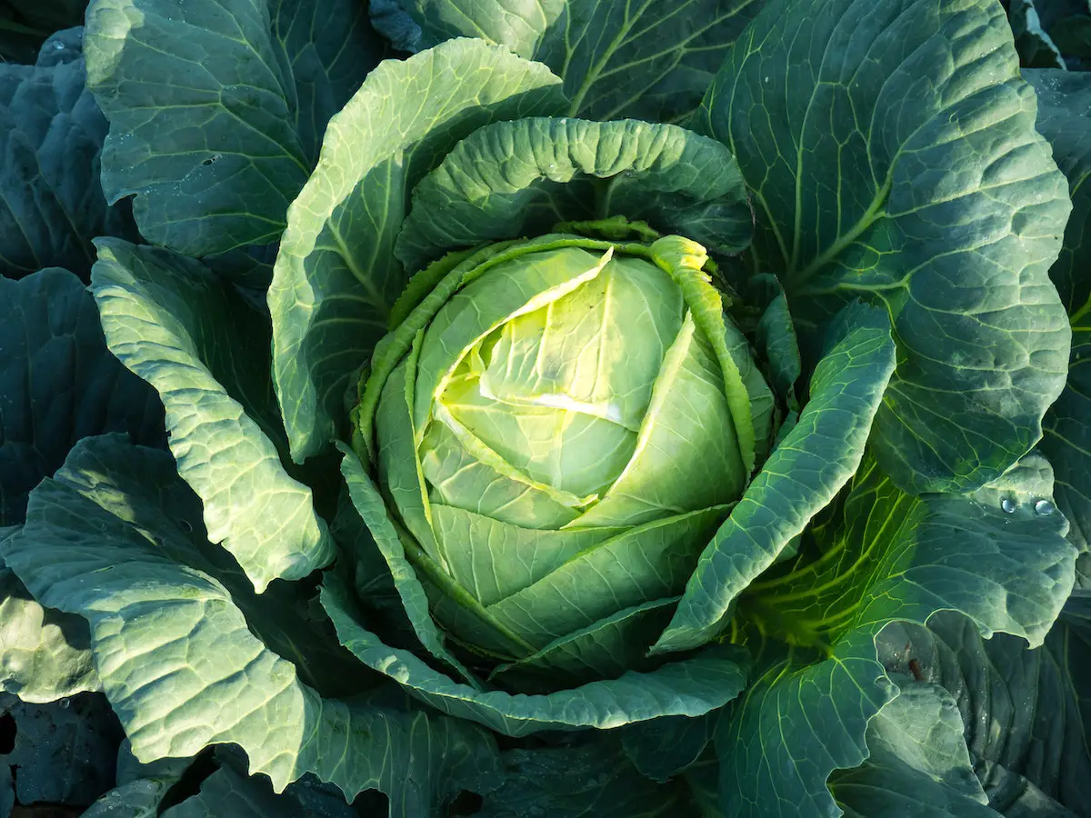 Cabbage.