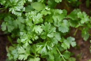 Coriander in the garden.