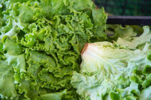 Iceberg lettuce.