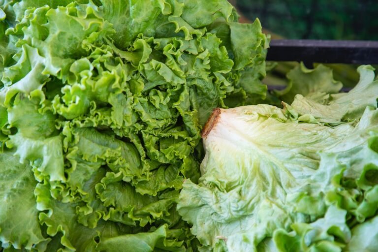 Iceberg lettuce.