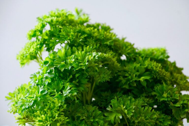 Bunch of fresh parsley.