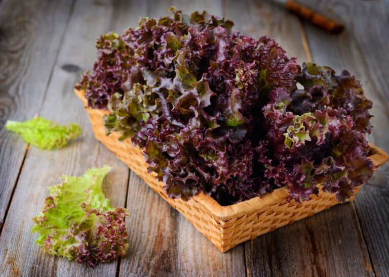 Red leaf lettuce.